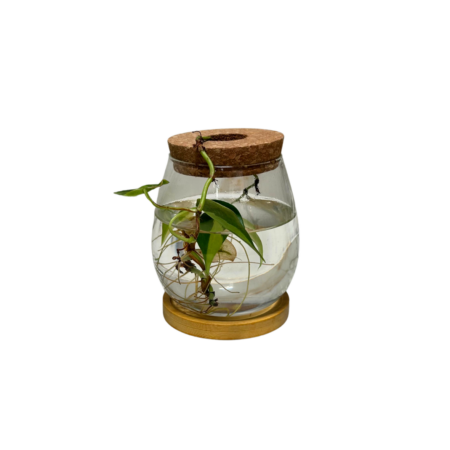 Transparent Glass Vase with Tray